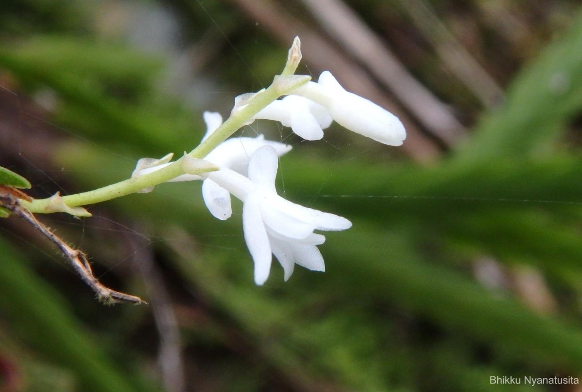 Podochilus sp.